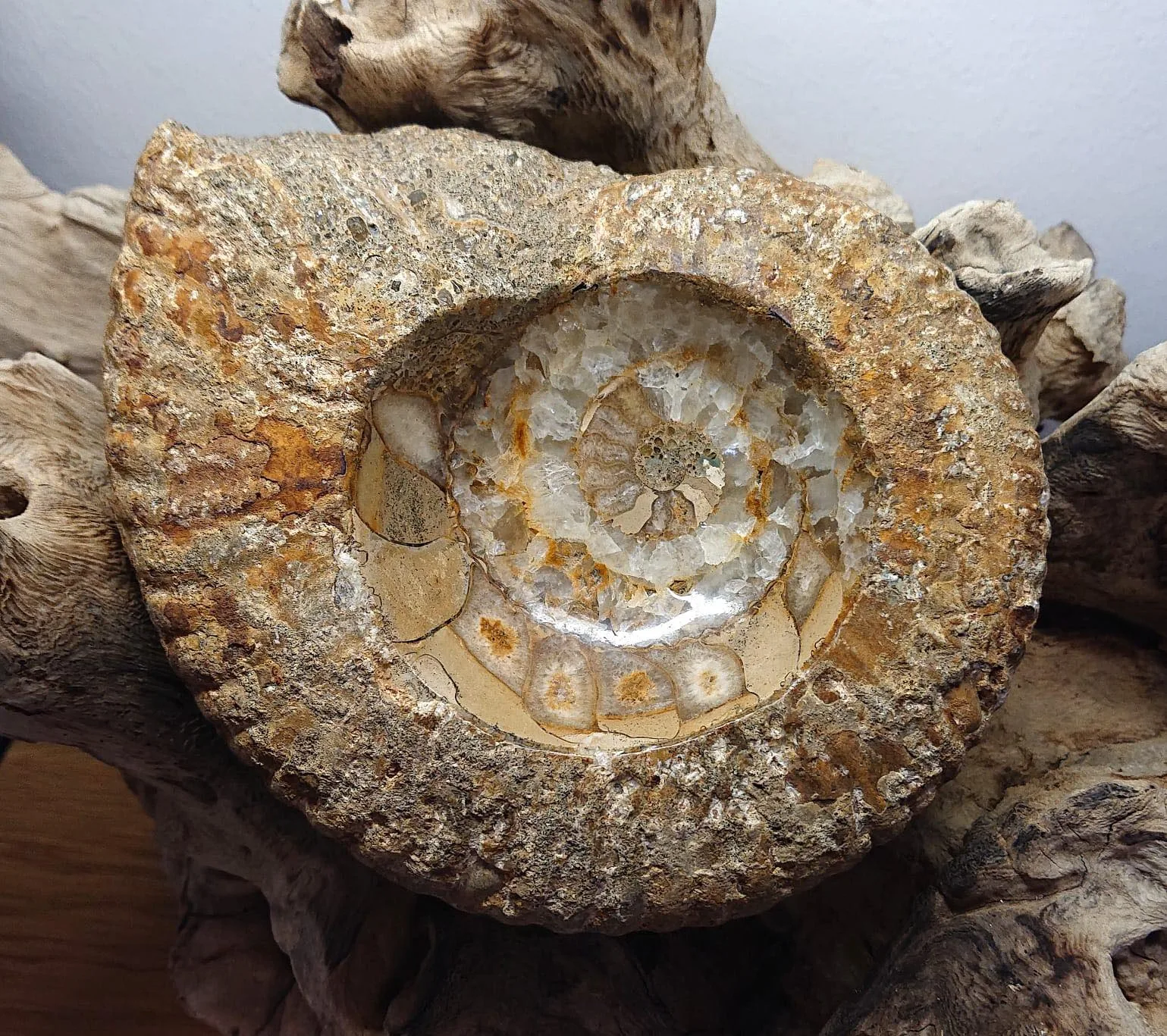 Amonit okaz (1163 g)