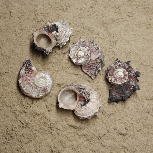 muszla angaria delphinus