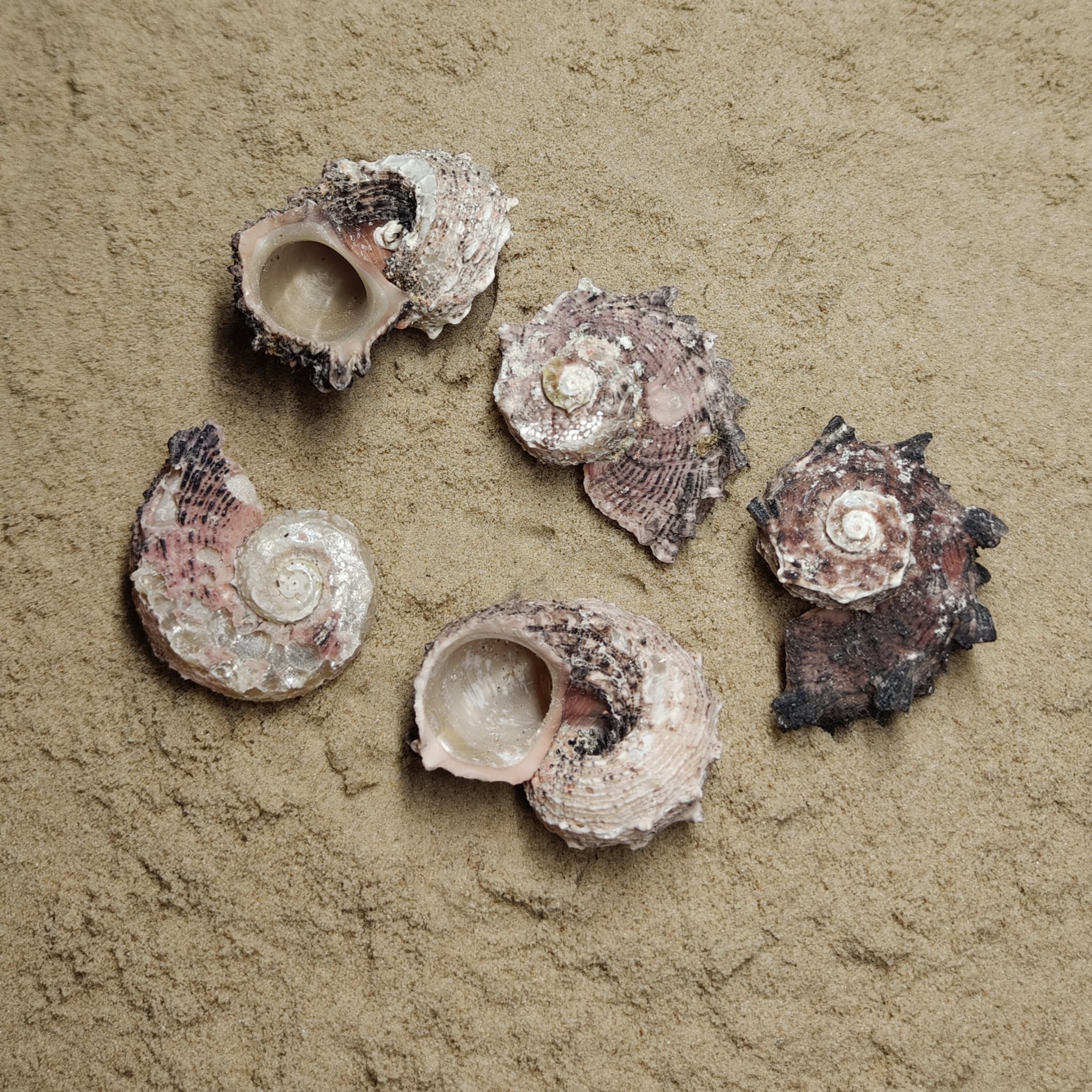 Angaria Delphinus (muszla)