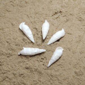 Cerithium (muszla)