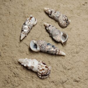 Cerithium Nodulosum (muszla)