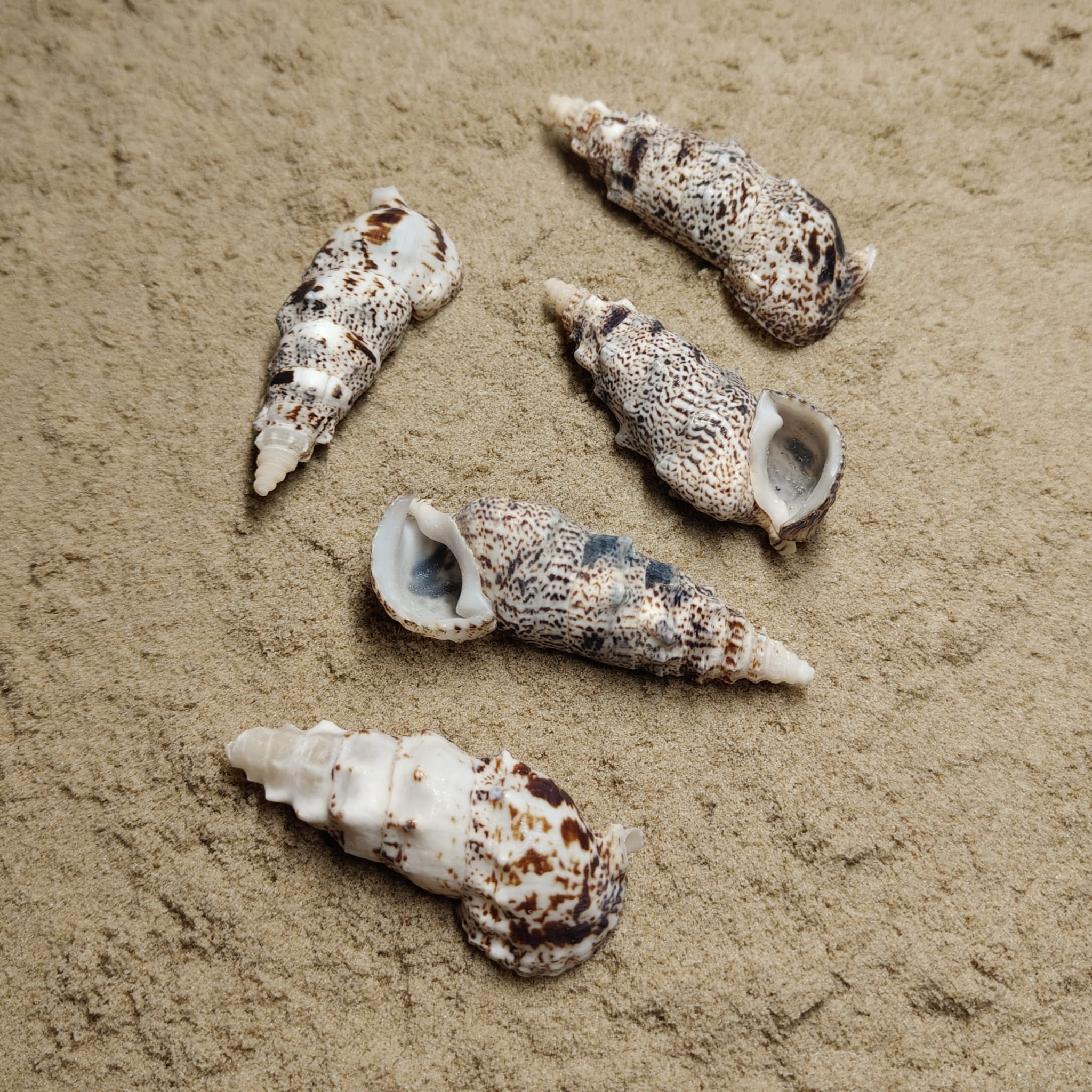 Cerithium Nodulosum (muszla)