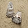 muszla conus litteratus