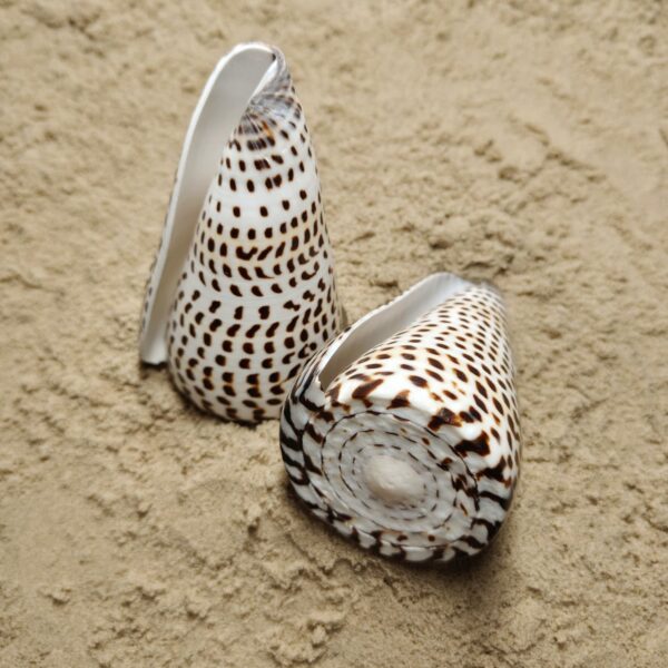 muszla conus litteratus