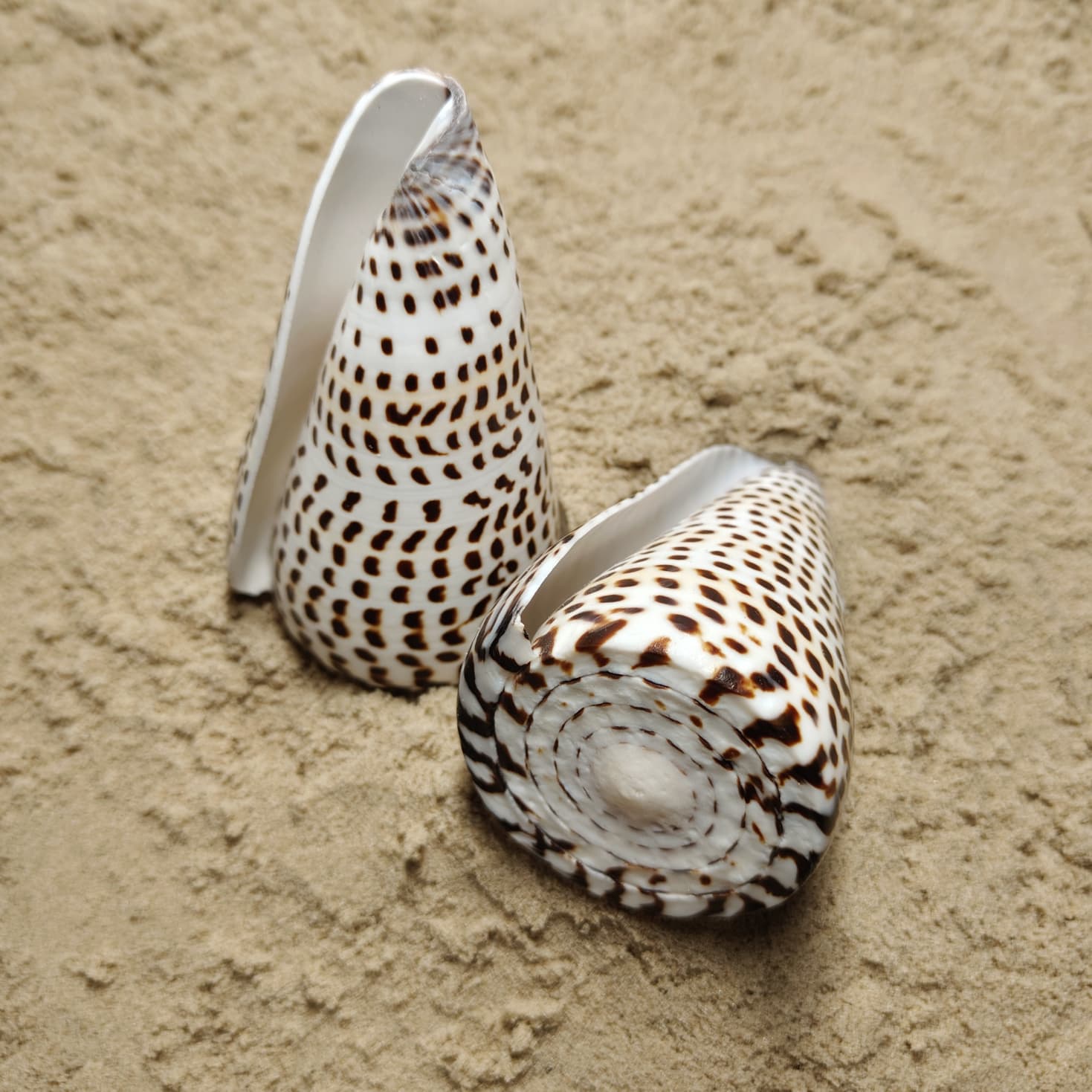 Conus Litteratus (muszla)