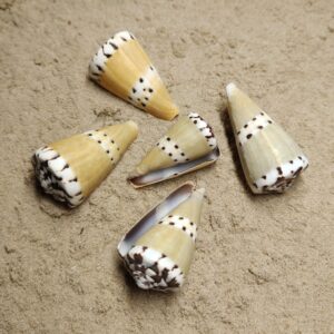 Conus Mustilinus (muszla)