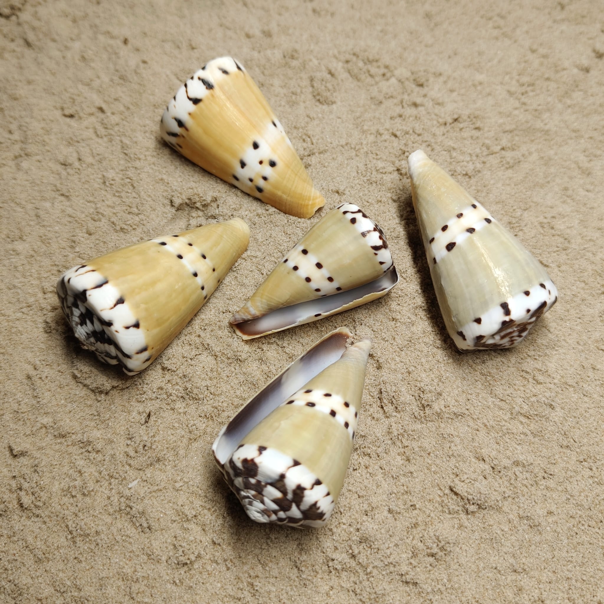 Conus Mustilinus (muszla)