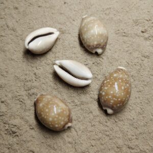 Cypraea Vitellus (muszla)