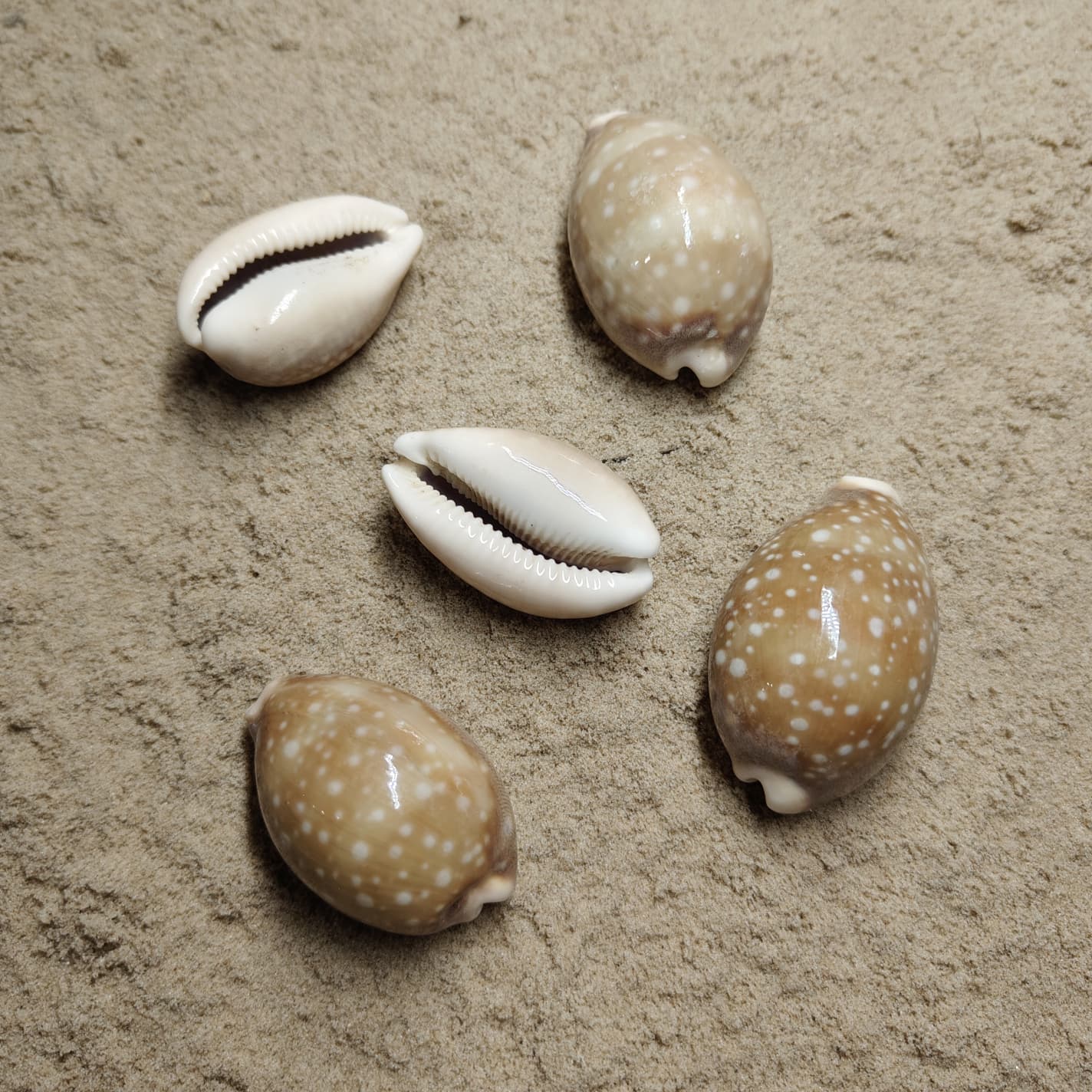 Cypraea Vitellus (muszla)