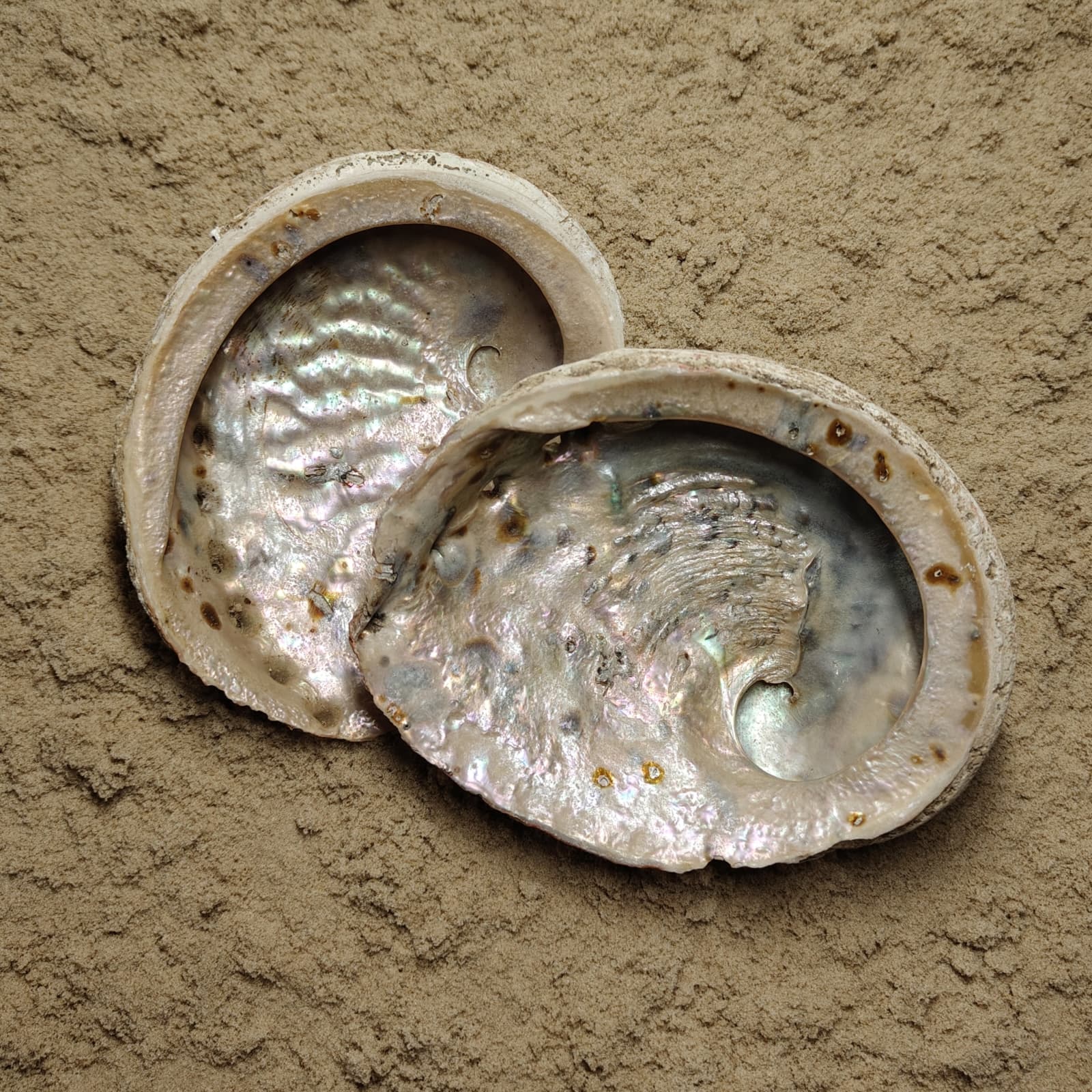 Haliotis Corrugata (muszla)