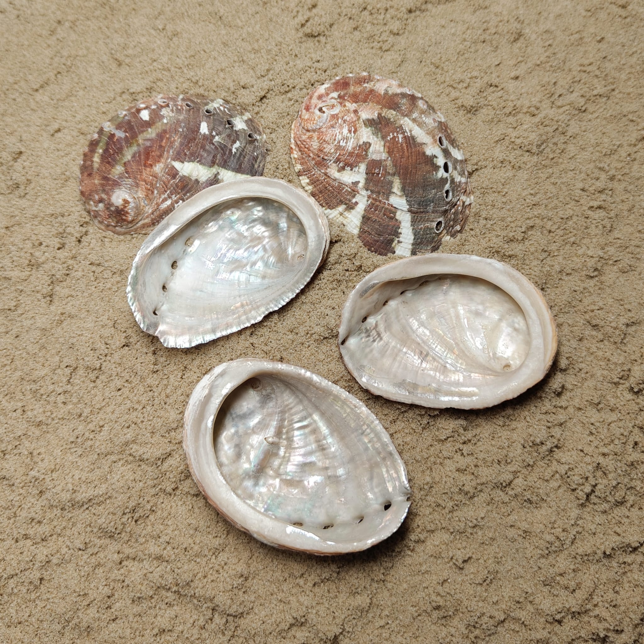 Haliotis Ovina (muszla)