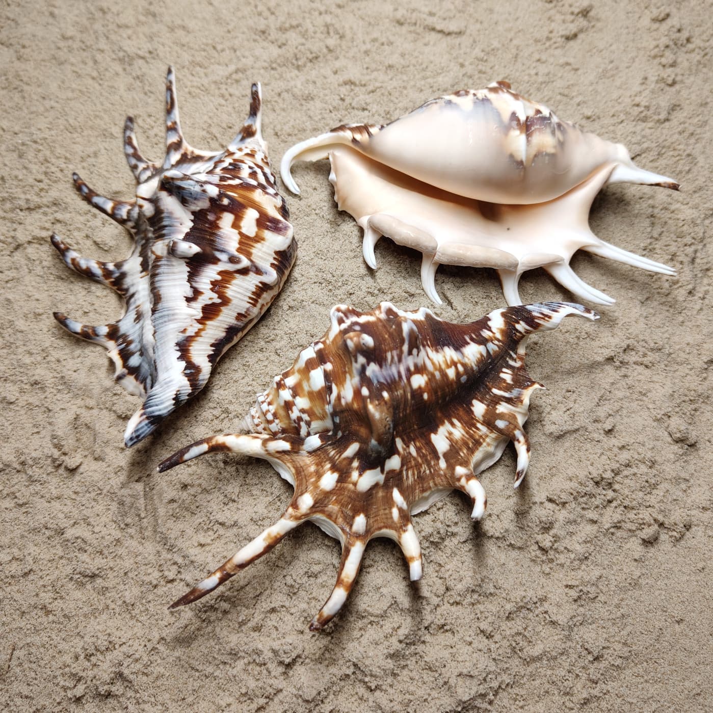 Lambis czarny (muszla)