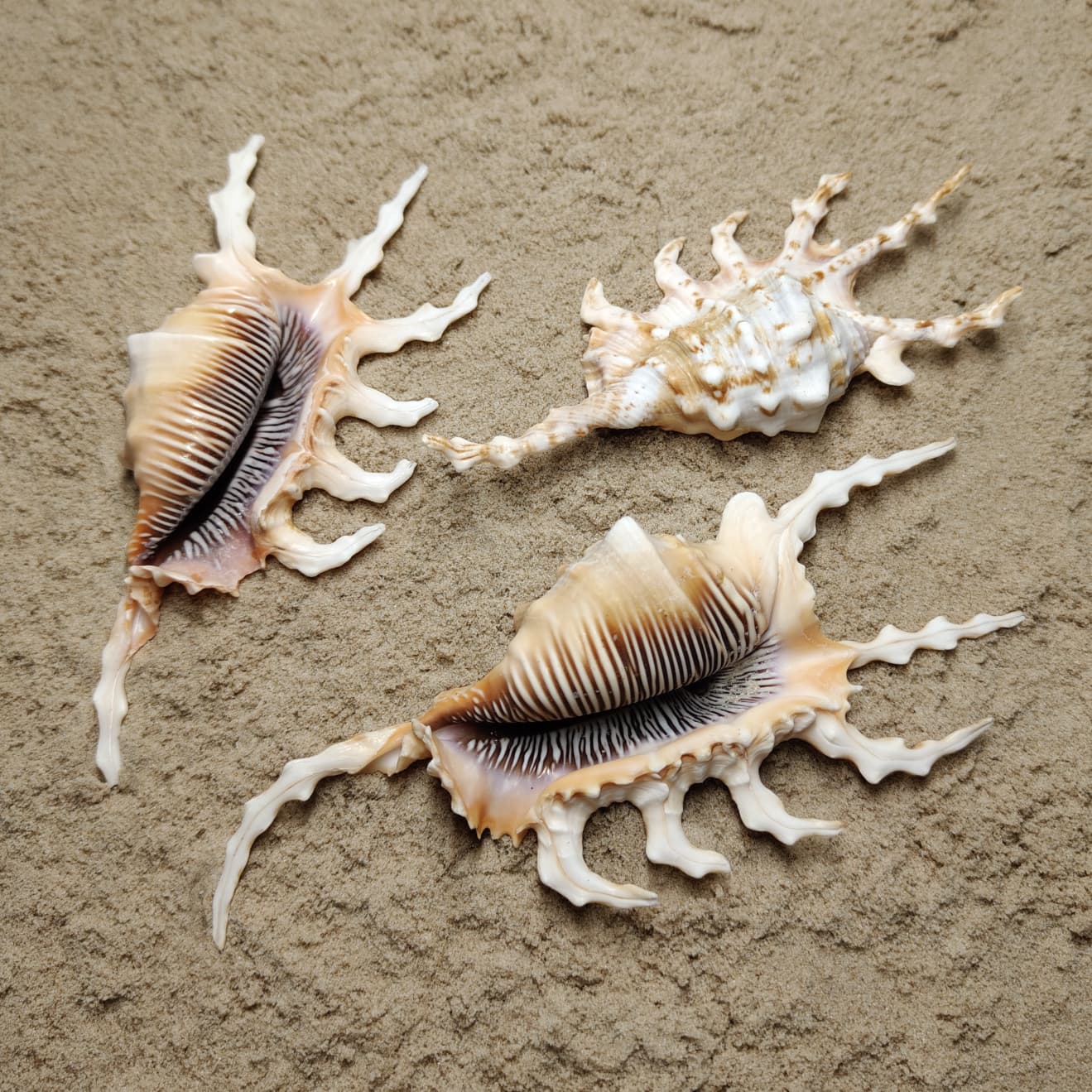 Lambis Scorpius (muszla)