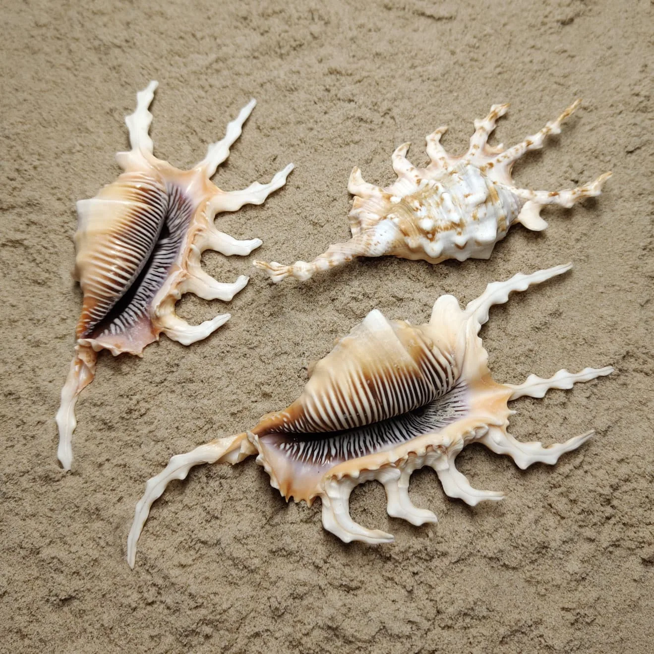 Lambis Scorpius (muszla) | Kamienie i minerały | Natura i Sztuka