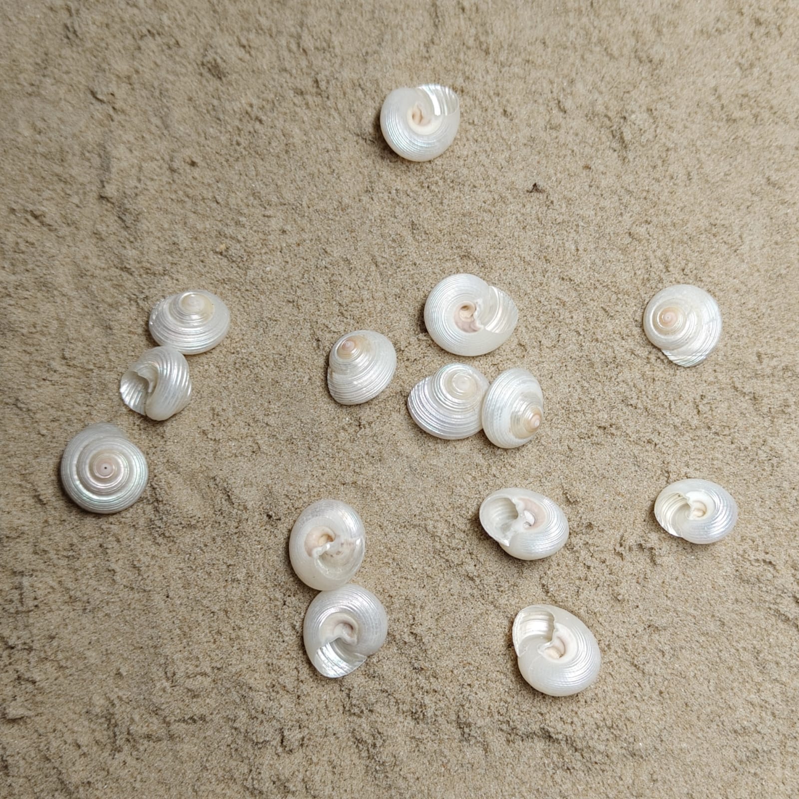 Monilea Belcheri (muszla)