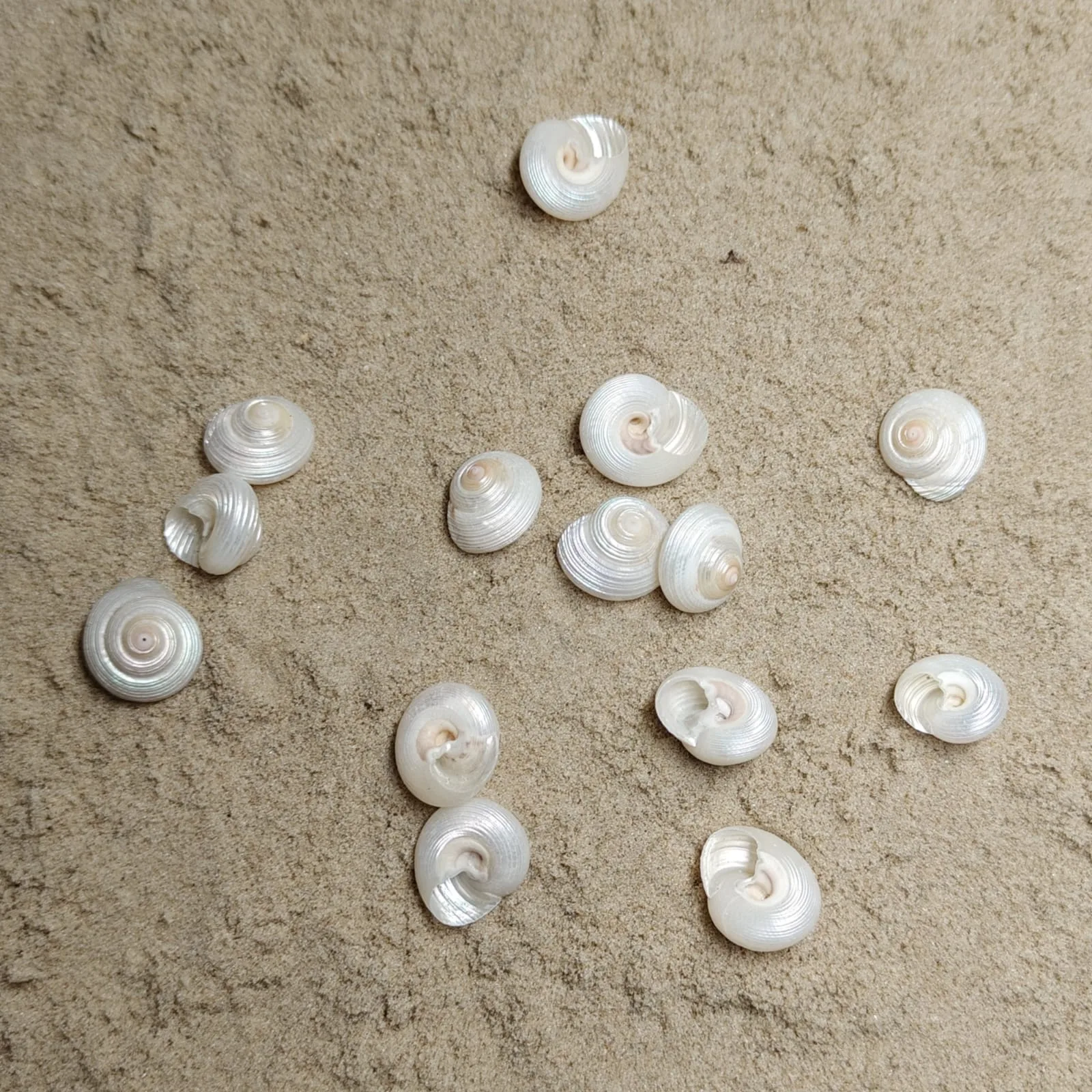 Monilea Belcheri (muszla)