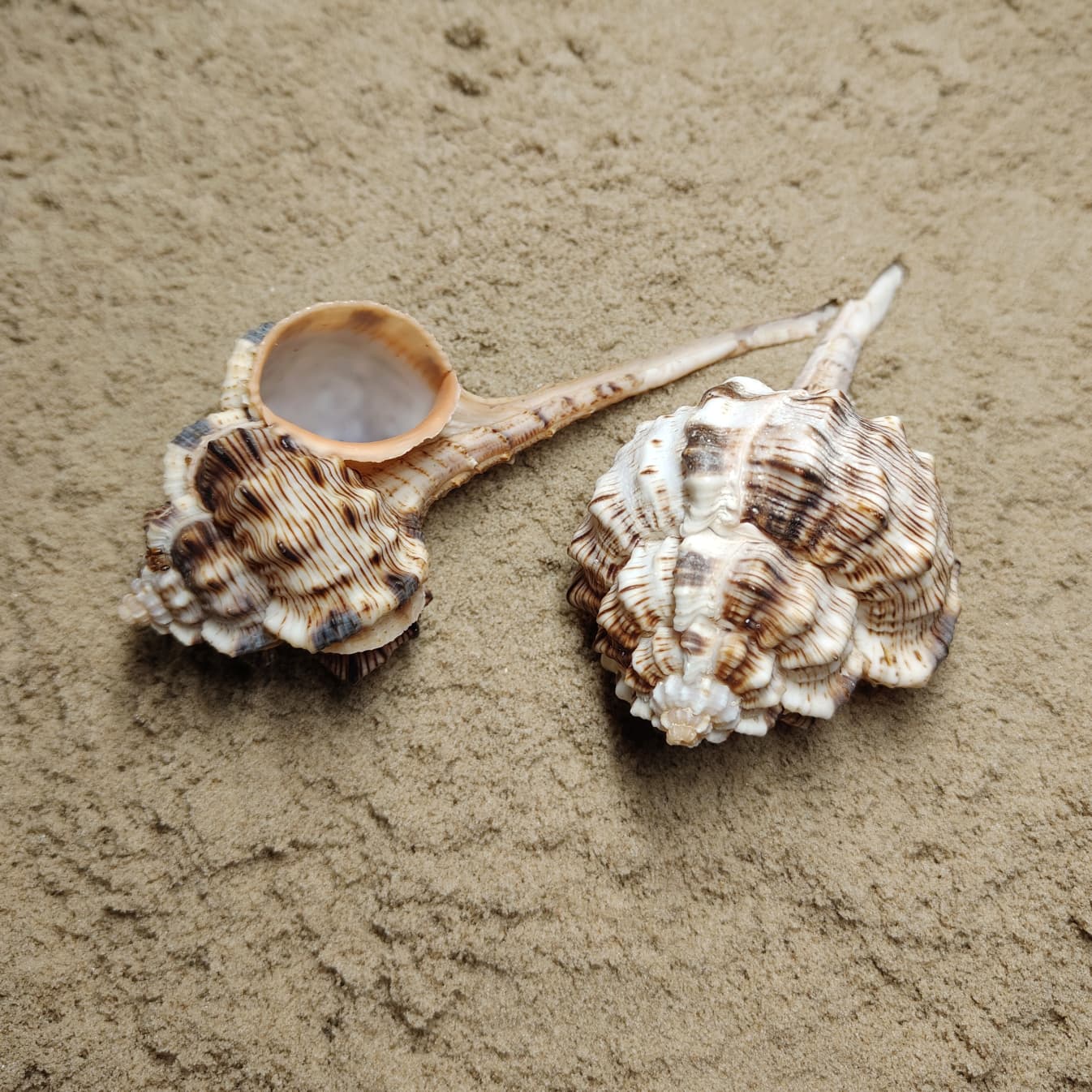 Murex Haustellum (muszla)