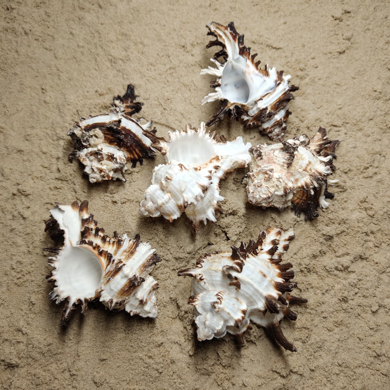 Murex Indivia (muszla)