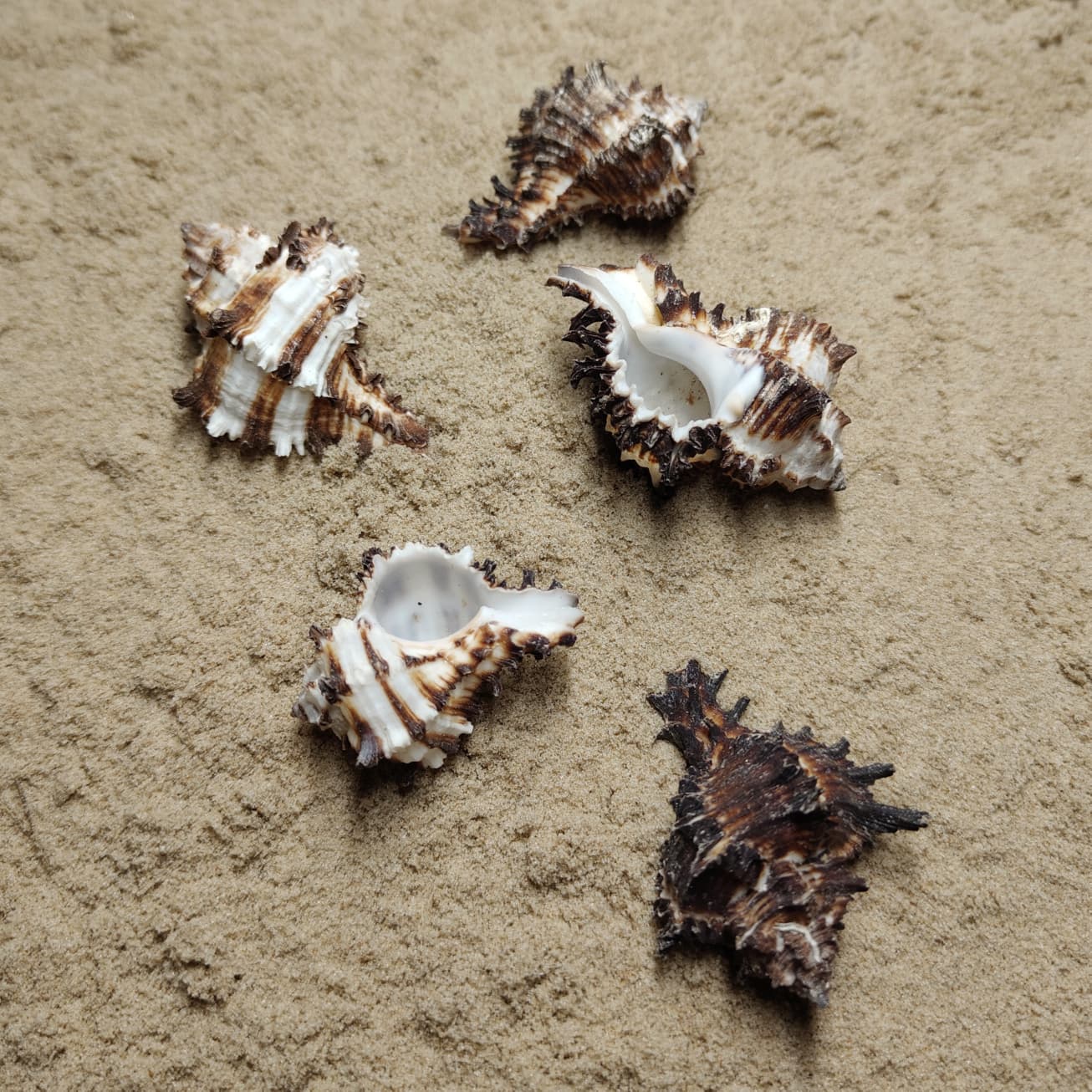 muszla murex indivia S