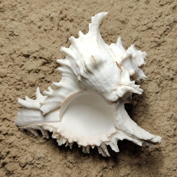 muszla murex ramosus