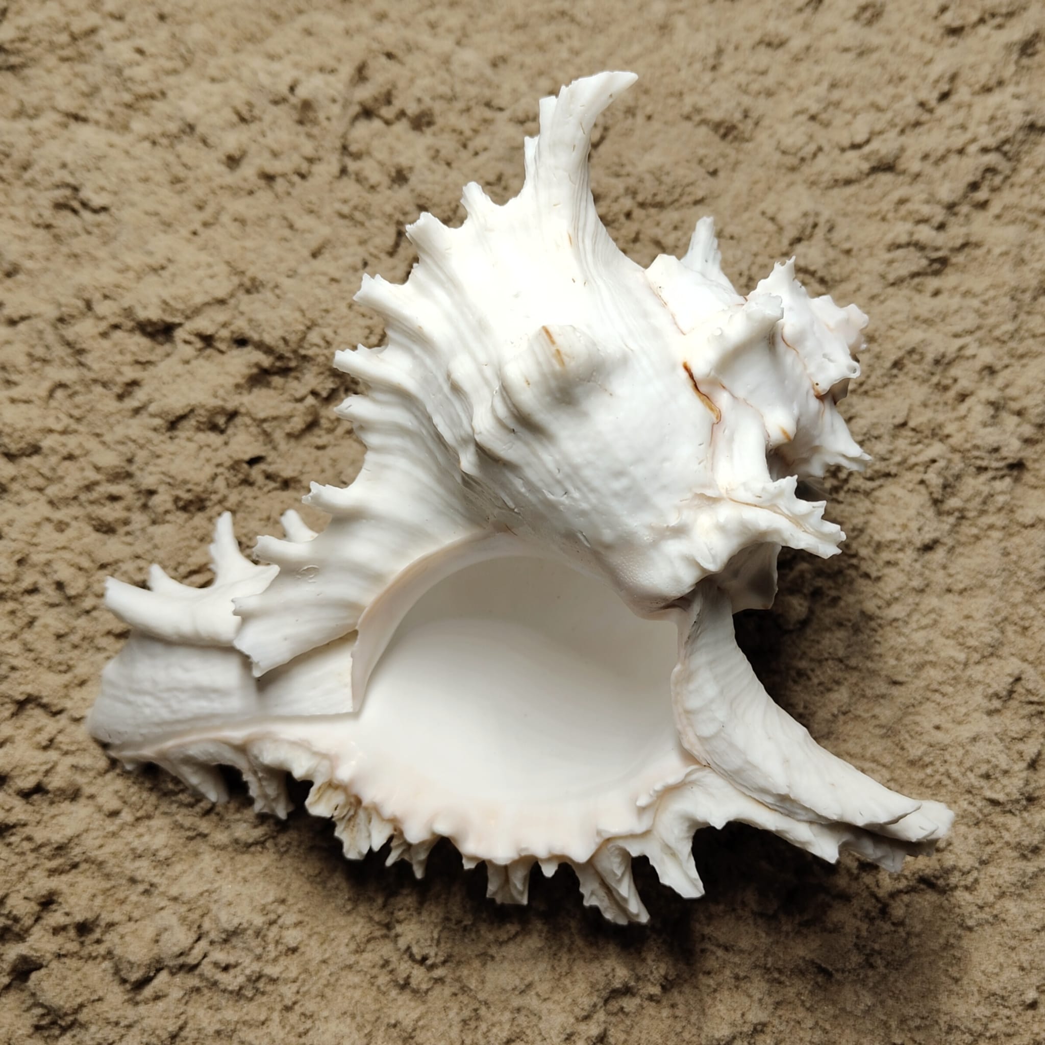 Murex Ramosus (muszla)