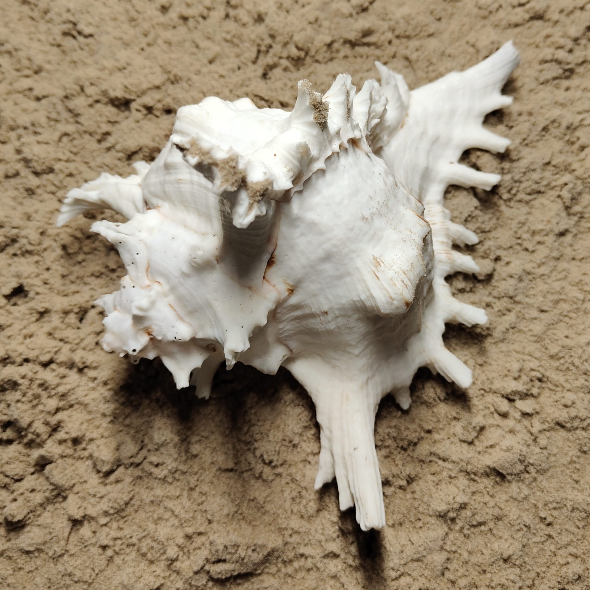 muszla murex ramosus