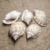 muszla phalium bandatum
