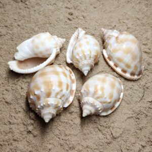 Phalium Bandatum (muszla)