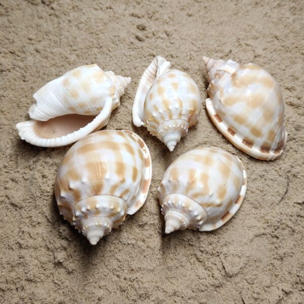 muszla phalium bandatum