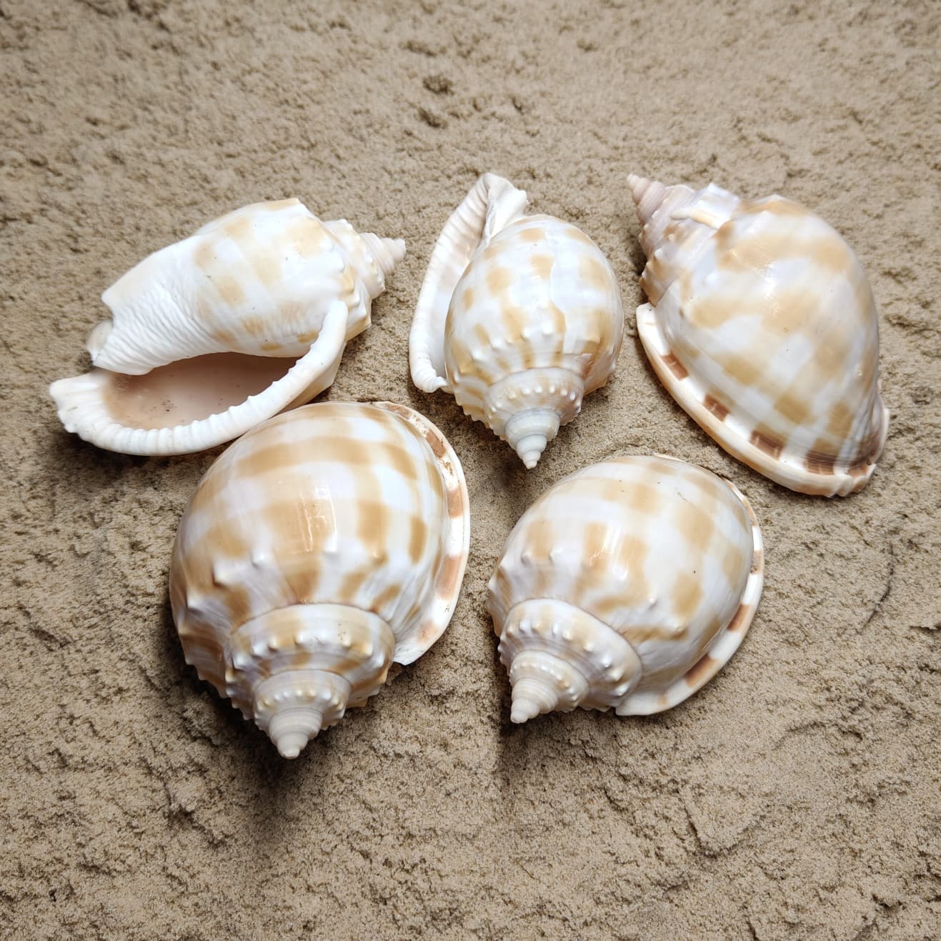 Phalium Bandatum (muszla)