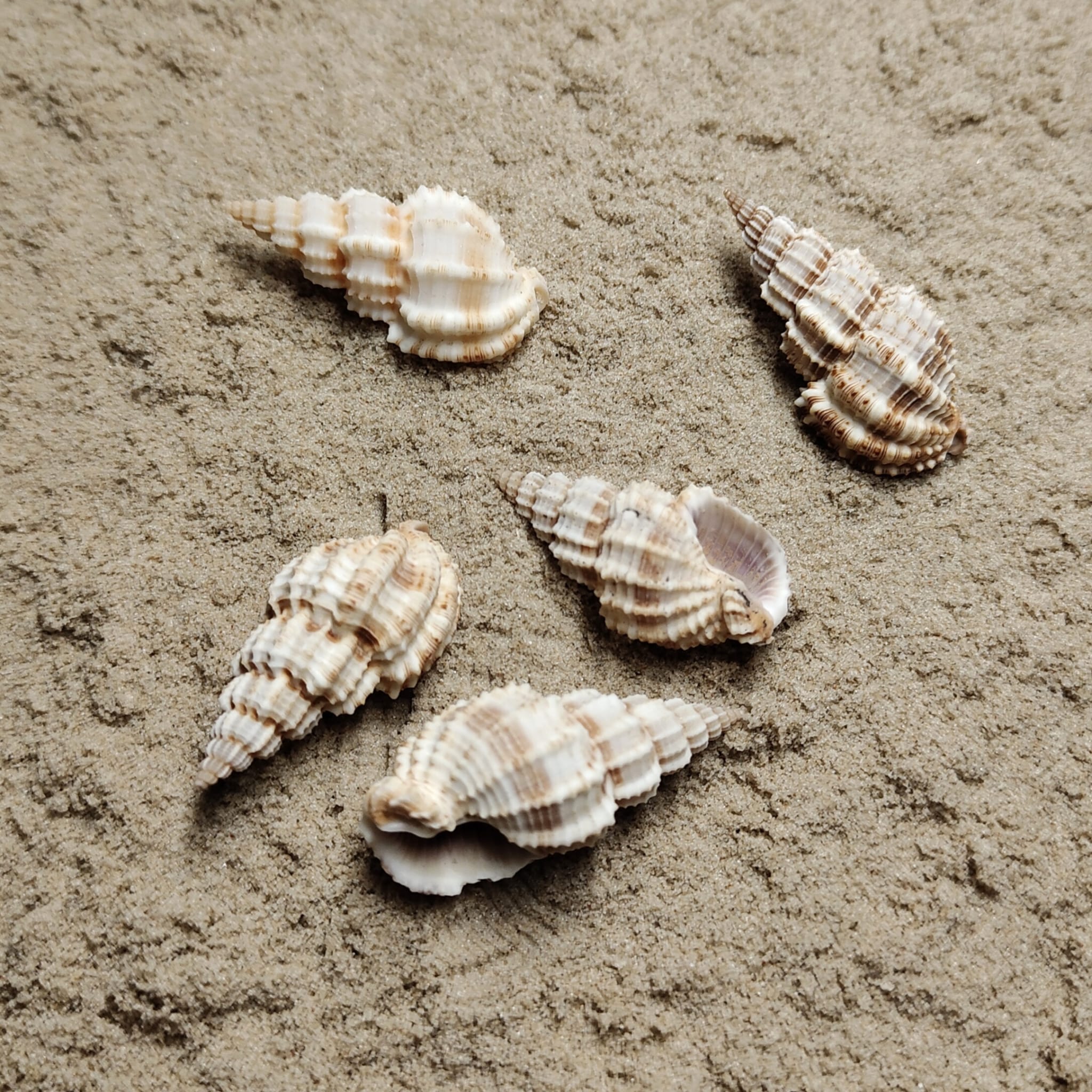 Phos Senticosus (muszla)