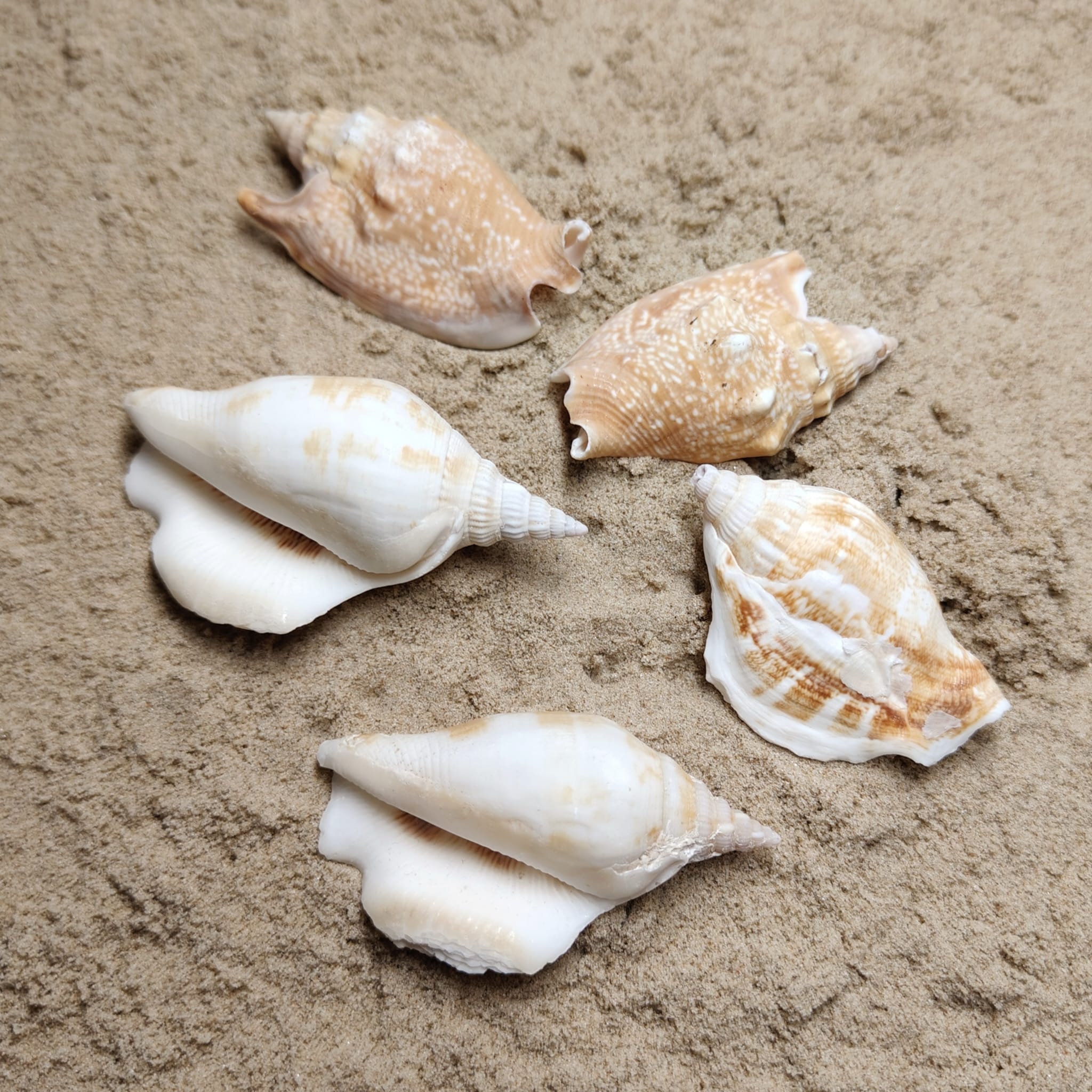 Strombus Dilatatus (muszla)