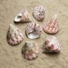 muszla trochus conus