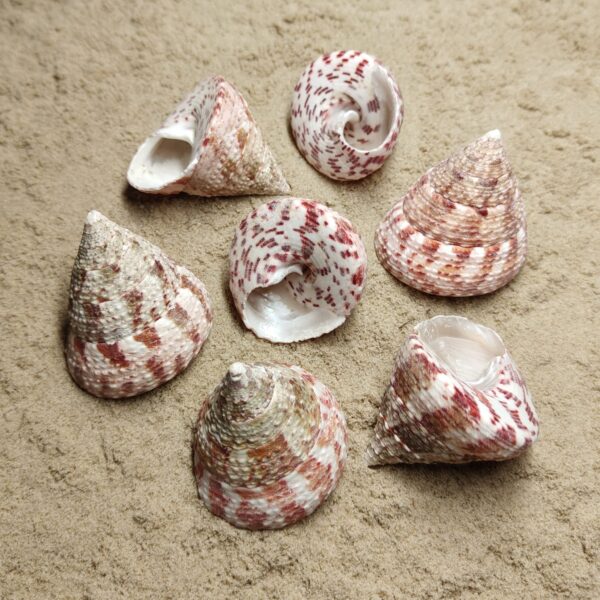 muszla trochus conus