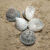 muszla trochus maculatus L