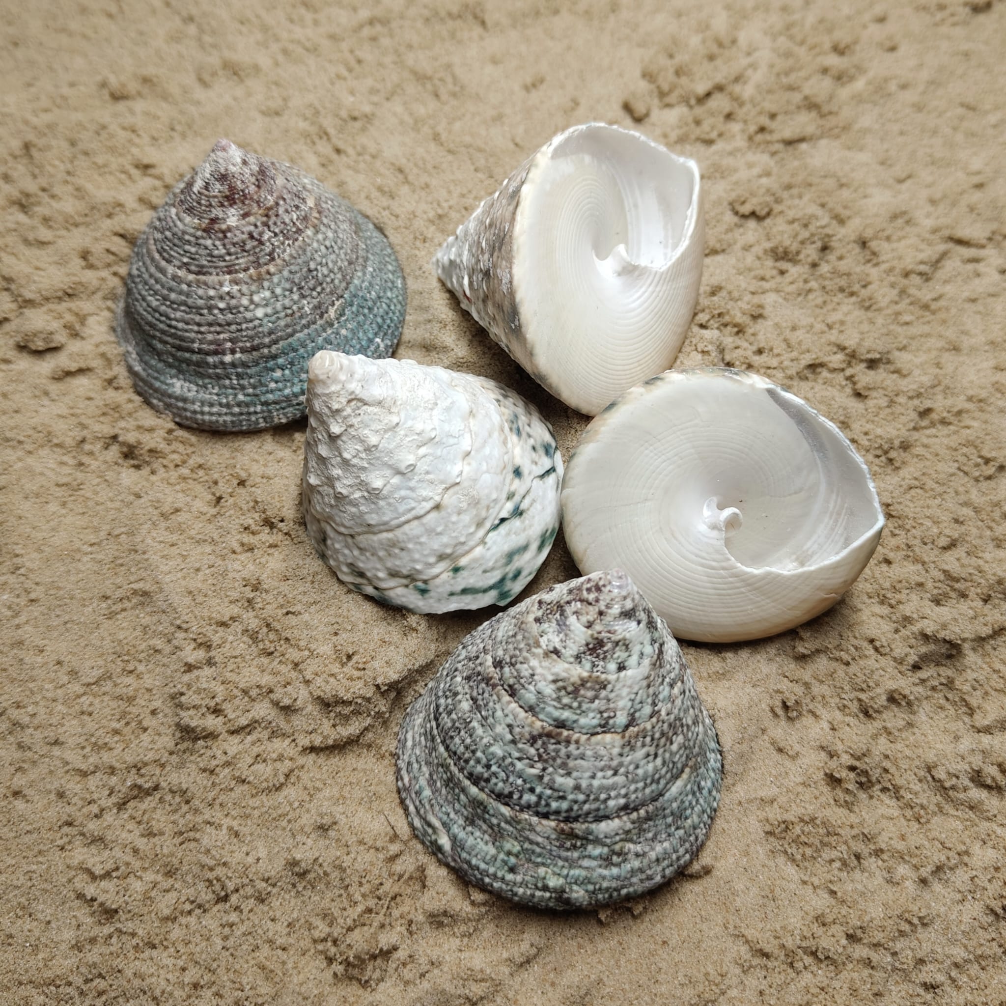 muszla trochus maculatus L