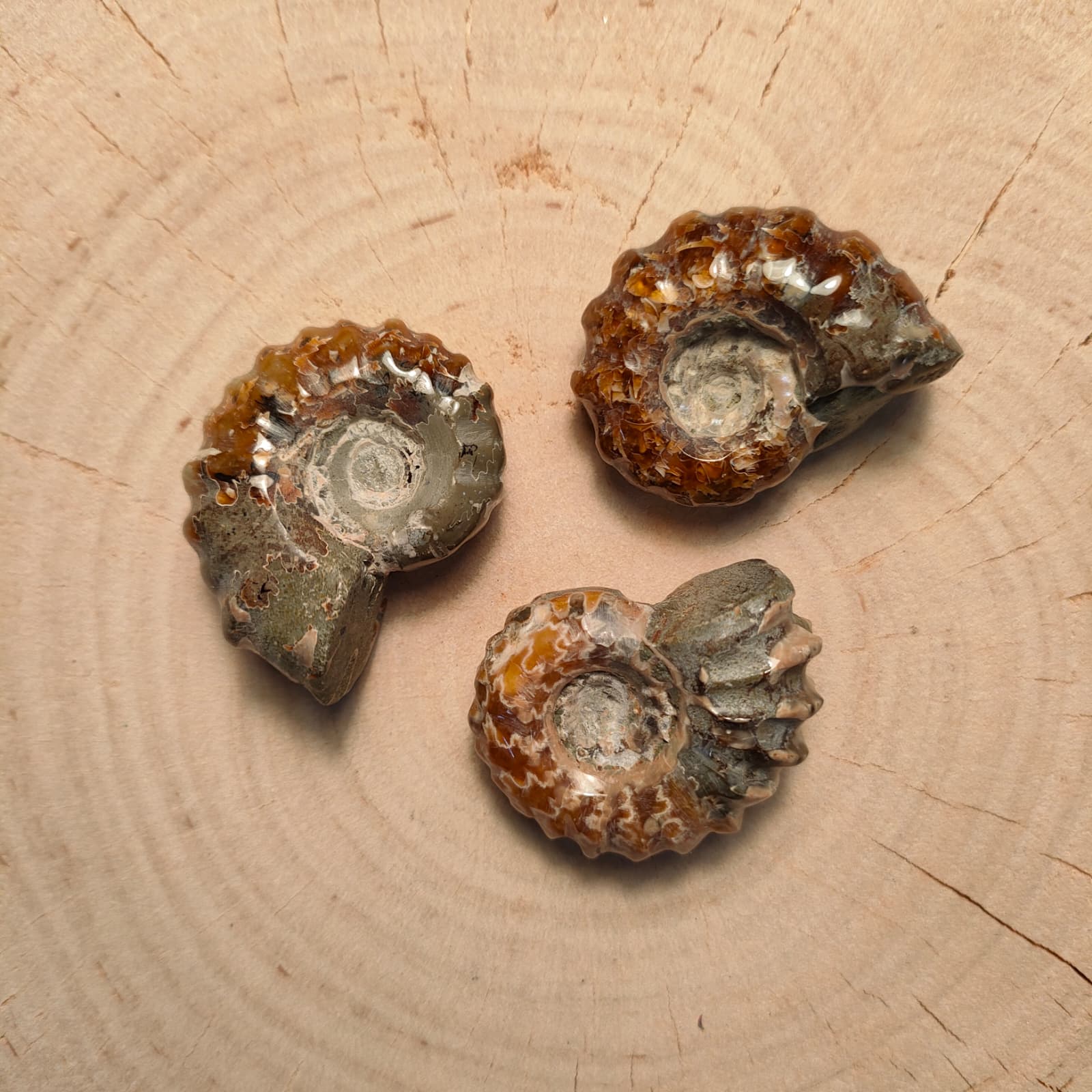 Amonit [2] (polerowany)