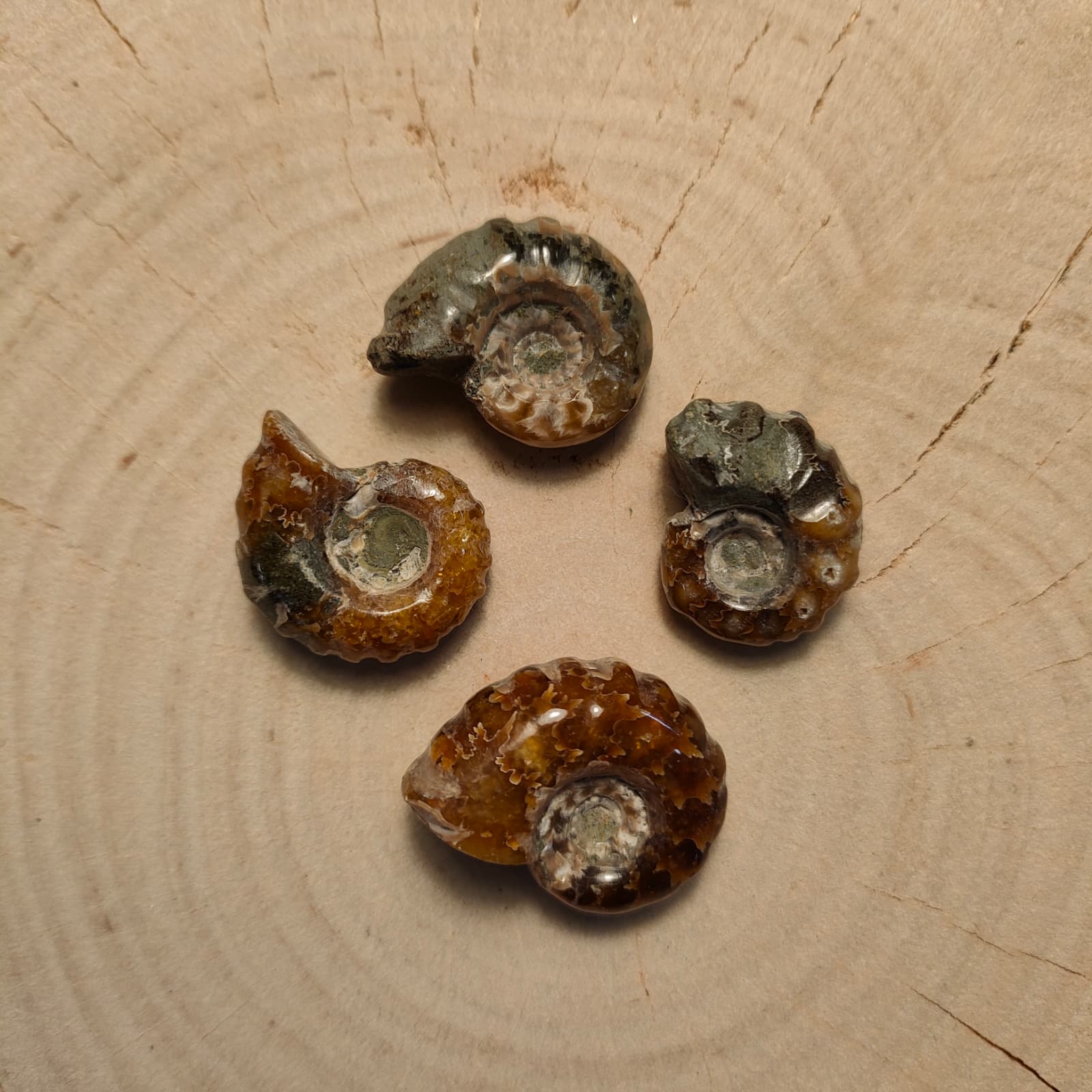 amonit skamieniałość