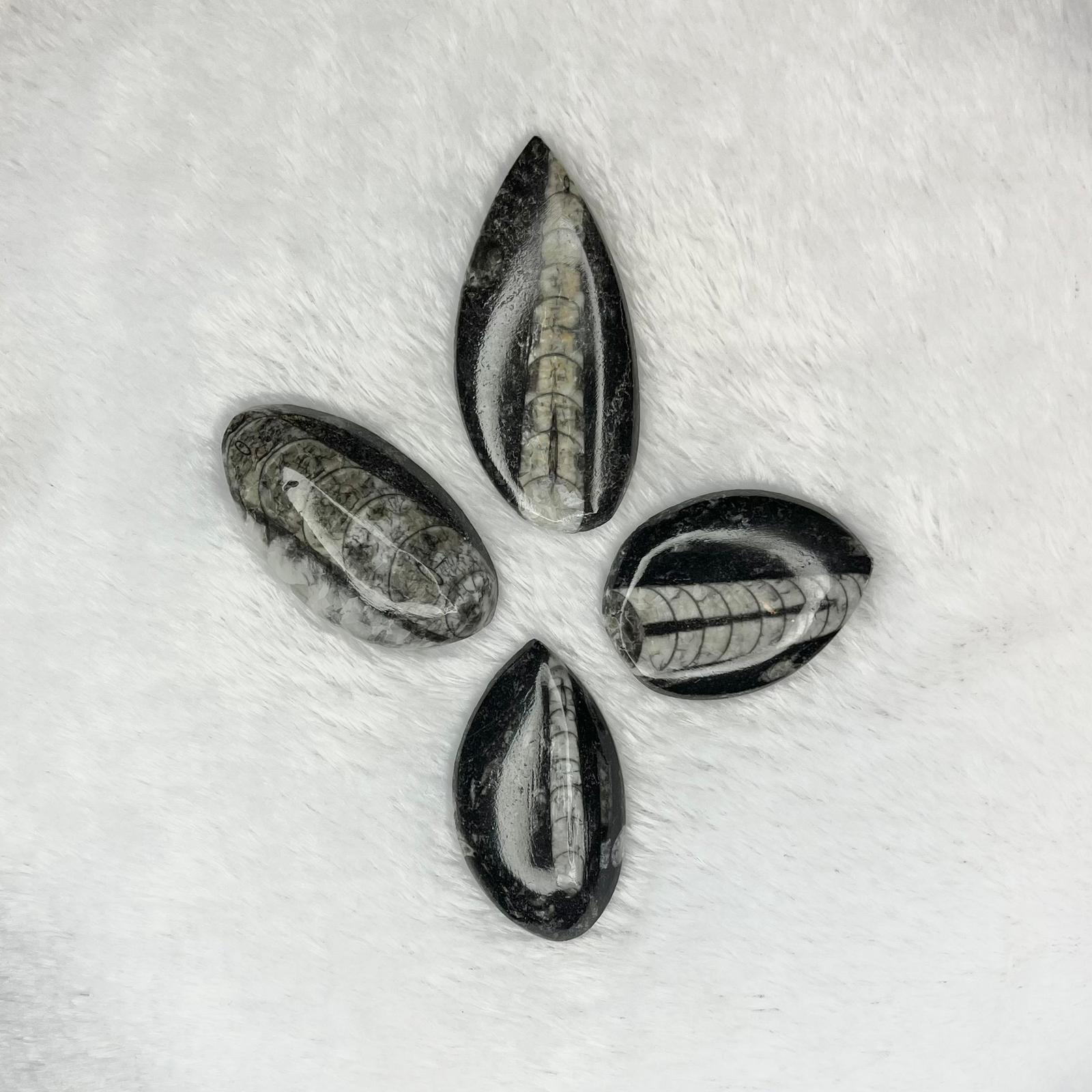 Orthoceras (polerowany)