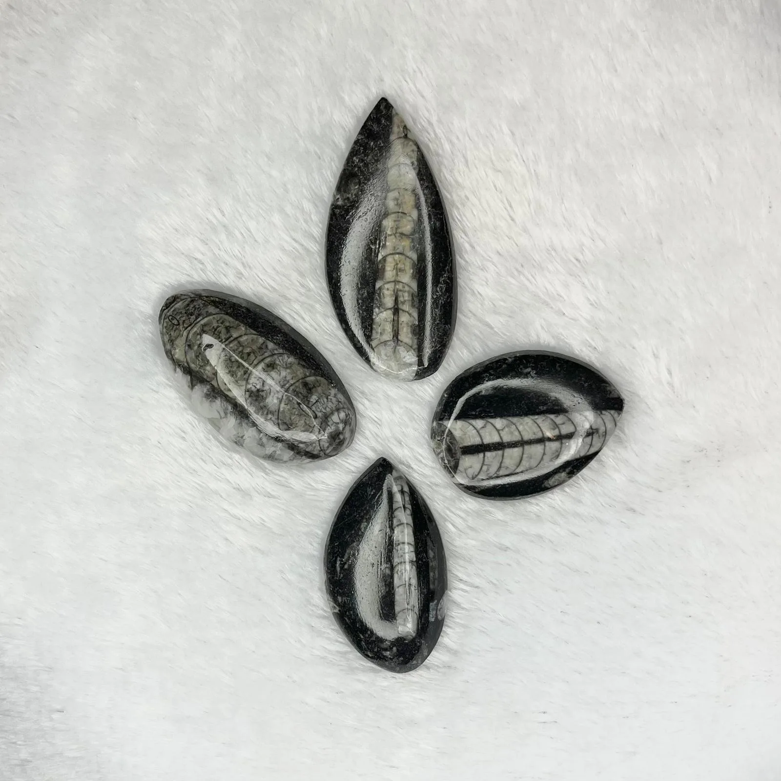 Orthoceras (polerowany)